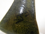Soliflore pecore e pastore-11